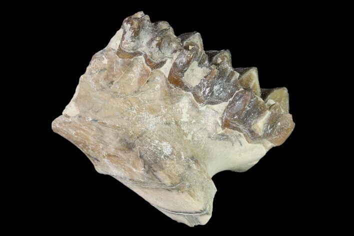Oreodont (Merycoidodon) Jaw Section - South Dakota #136037